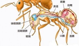 蚂人在线观看,揭秘神秘生物的奇幻之旅
